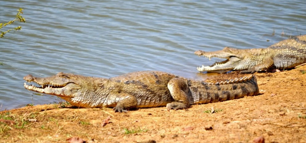 Featured image for “Protecting Keran National Park from predators”