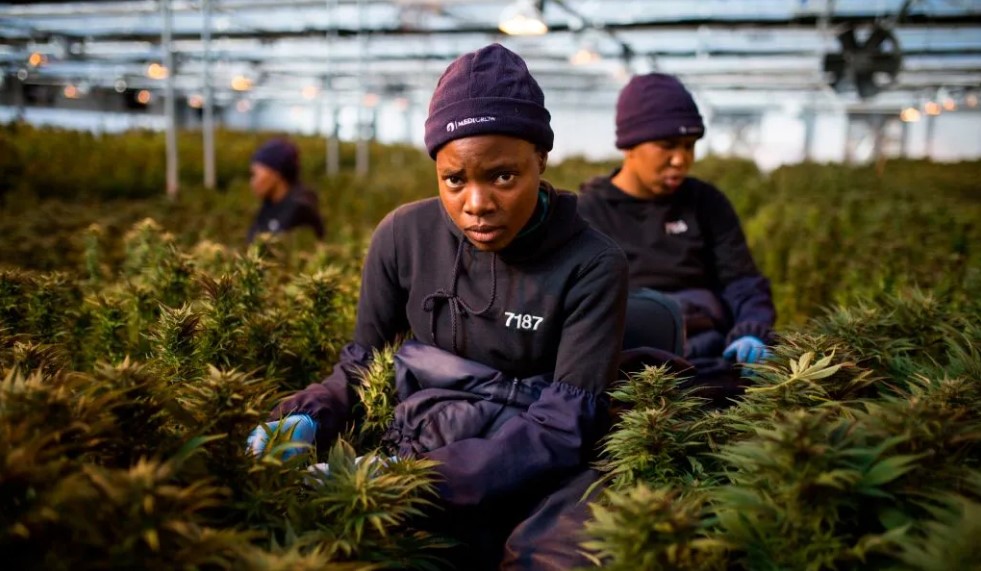 Featured image for “Can Africa become a multi-billion dollar cannabis market?”