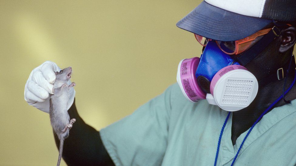 Featured image for “127 people from 23 states in Nigeria dead from Lassa Fever”