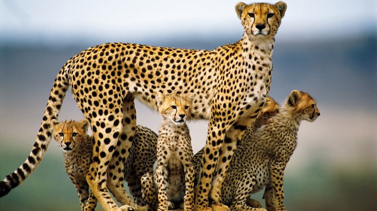 Featured image for “Tanzania continues with ban on wildlife exports”