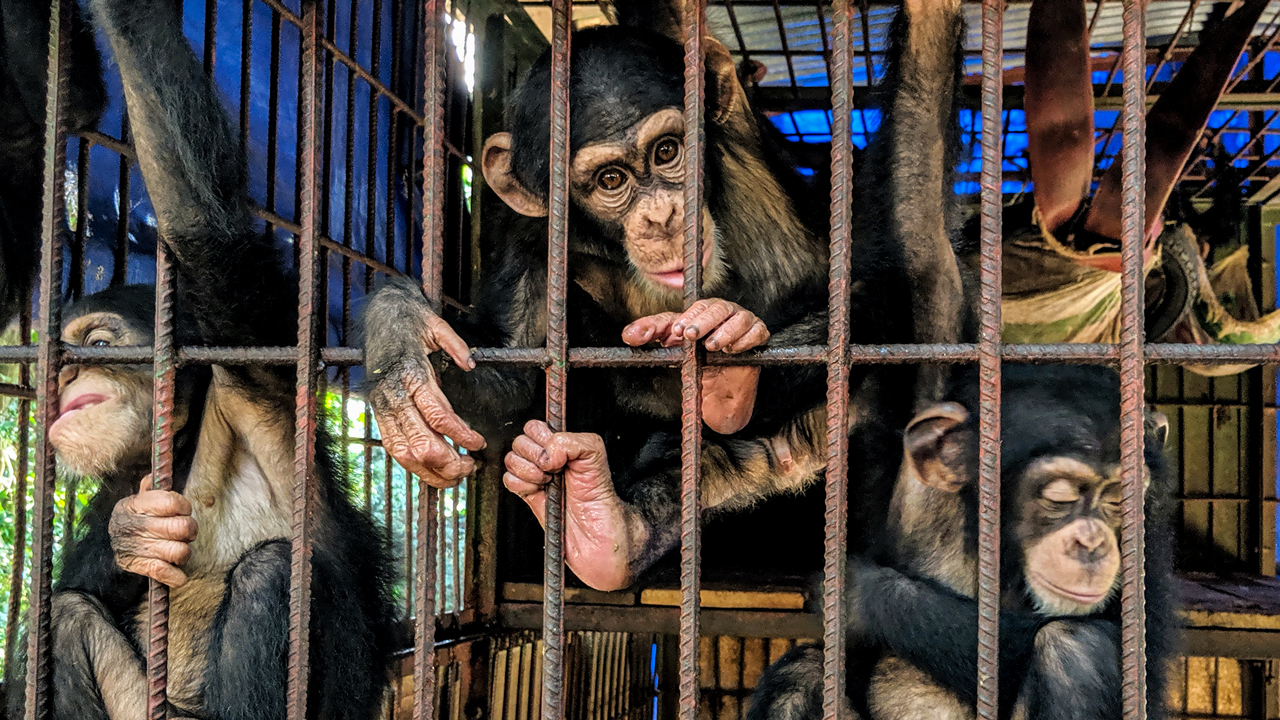 Featured image for “Kidnappers abduct chimps from a sanctuary in DRCongo, demand millions for release”
