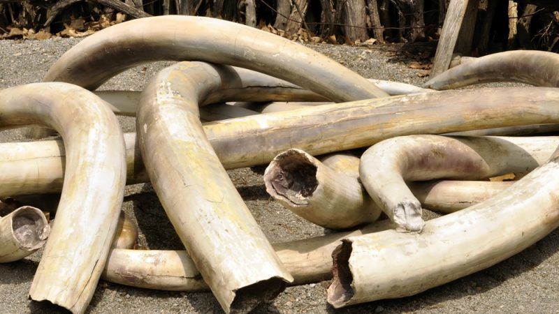 Featured image for “Uganda sentences ivory trafficker to life in prison”