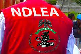 Featured image for “NDLEA Intensifies Narcotics Crackdown in Kano with 56 Arrests”