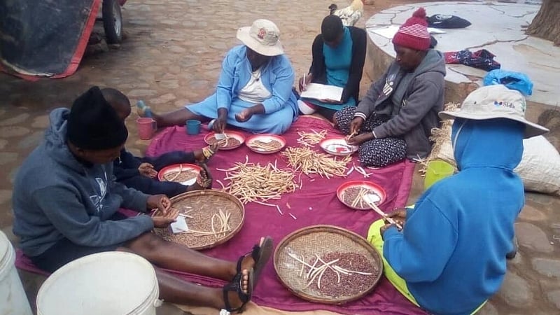 Featured image for “In Zimbabwe, community seed banks are reviving indigenous crops”