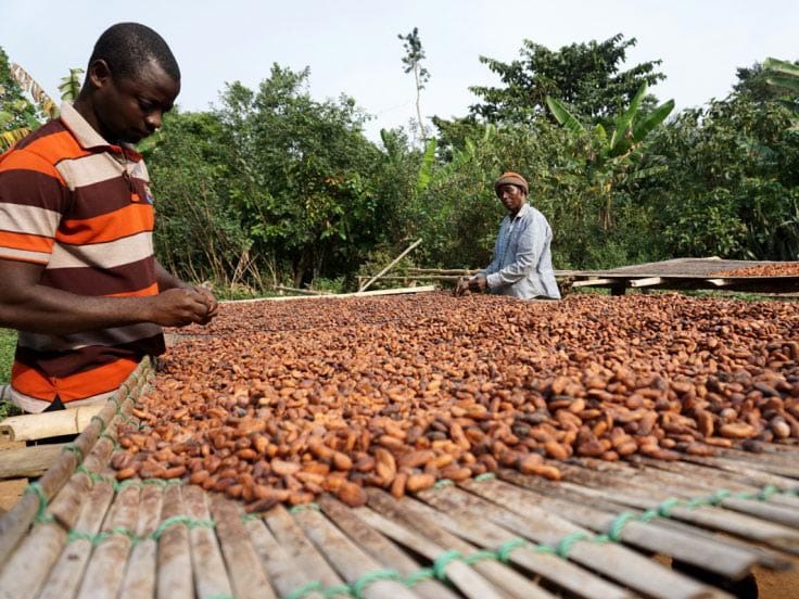 Featured image for “COCOBOD Releases GH¢2.6bn to LBCs to Clear Outstanding Payments to Cocoa Farmers”