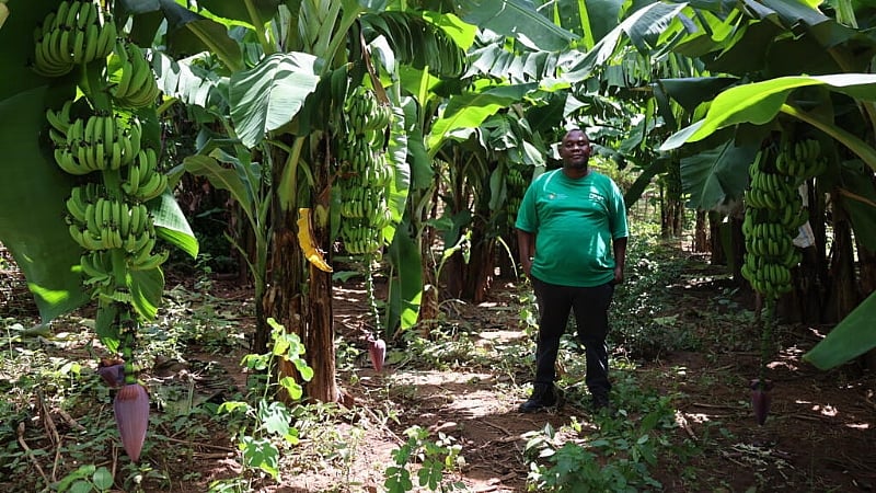 Featured image for “In flood-prone Malawi, bananas become a shield against erosion”