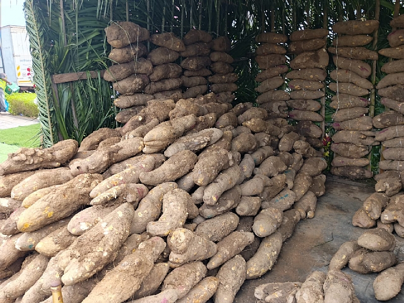 Featured image for “New Yam Festival; A Cultural Practice That Promotes Social Dev., Ebonyi Federal Lawmaker”