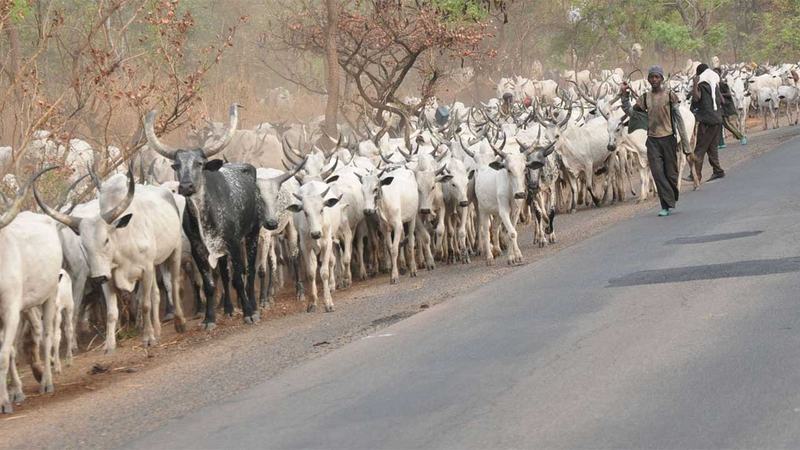 Featured image for “Benue Cannot Feed Nigeria If Its Farmers Cannot Safely Farm”