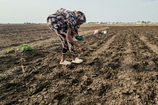 Featured image for “Sudan farms lie barren as El Nino leaves Nile banks dry”